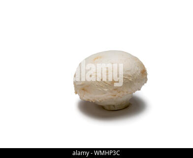 Eine weiße Taste Pilz auf weißen isoliert.. Selektiver Fokus auf den Vordergrund. Stockfoto