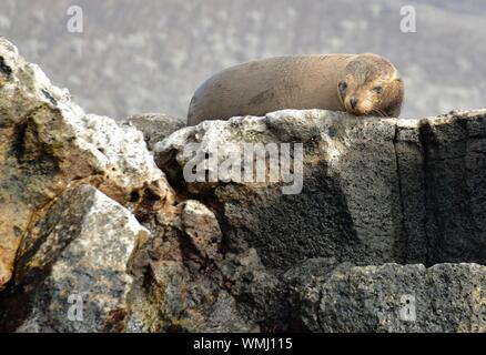 Eine junge Fell Dichtung ruht auf dem felsigen Ufer in den Galapagos Inseln Stockfoto