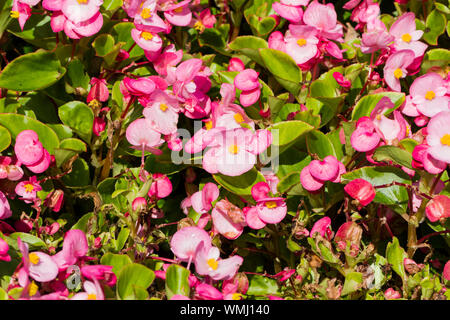 Begonia cucullata Stockfoto