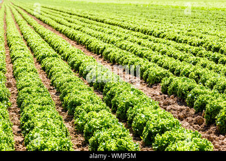 Reihen von grünen Salaten im freien Feld unter einem hellen Sonnenschein in den Vororten von Paris, Frankreich angebaut. Stockfoto
