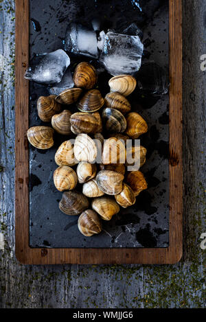 Hohe Betrachtungswinkel von einigen rohen Muscheln, mit crushed Eis umgeben, auf einem Holz- und schwarzem Schiefer Fach, auf einem grauen rustikalen Holztisch gelegt Stockfoto