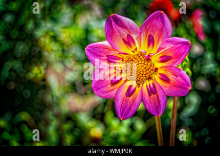 Blumen im Südosten der USA Stockfoto