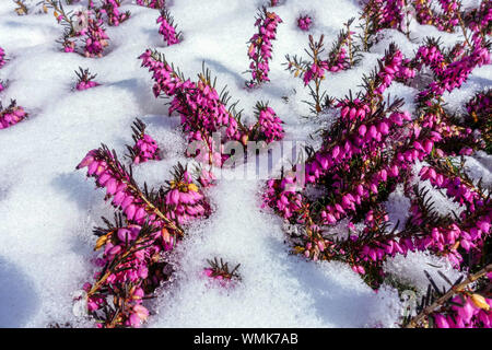 Erica carnea Schnee Frühjahrsblumen im Schnee Spätwinter Stockfoto