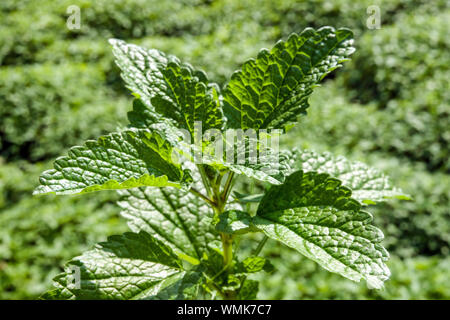 Zitronenmelisse Melissa officinalis frische Blätter Küchenkraut Stockfoto