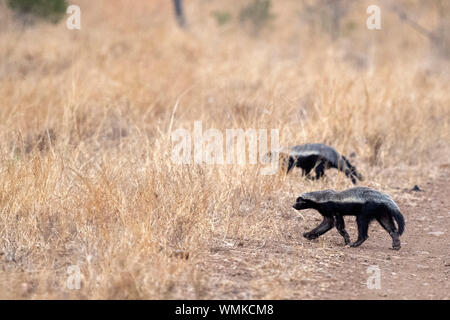 Honigdachs im Kruger Nationalpark Südafrika hautnah Stockfoto