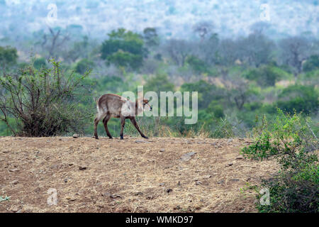 Baby neugeborenen Wasserbock Antilope im Krüger Nationalpark Südafrika portrait Stockfoto