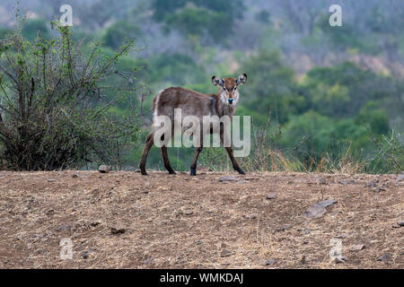 Baby neugeborenen Wasserbock Antilope im Krüger Nationalpark Südafrika portrait Stockfoto