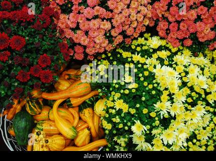 Close-up mit vielfarbigen Chrysanthemen Umgebung ein Korb voller Kürbisse Stockfoto