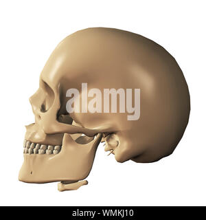 Körperteil, 3d-menschlichen Schädel digital Abbildung wiedergegeben. Stockfoto