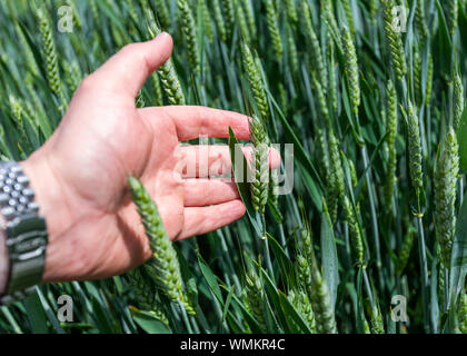 Hand Weizen Ohr UK Stockfoto