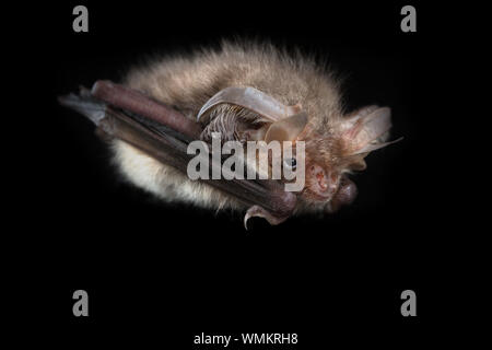 Braunes Langohr schwarzer Hintergrund Stockfoto