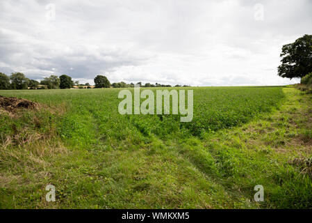 Borretsch wächst in einem britischen Feld Stockfoto