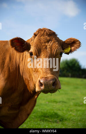 British Red Cow Portrait de Stockfoto