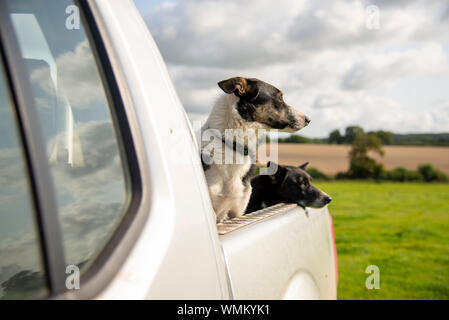 Zwei Schafe Hunde in ein Pick-up-Truck in einem Feld UK Stockfoto