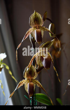 Seltene Orchidee, Paphiopedilum Saint Swithin, Nahaufnahme Stockfoto