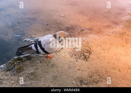 Einsame Taube in der Nähe der verseuchten See mit Sonnenstrahlen. Ein Vogel auf dem schmutzigen Strand. Stockfoto