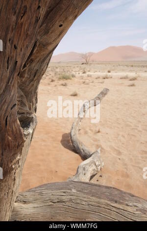 Deadvlei, Sussuvlei, Namibia Stockfoto