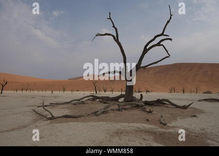 Deadvlei, Sussuvlei, Namibia Stockfoto