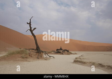 Deadvlei, Sussuvlei, Namibia Stockfoto