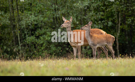 Rotwild in der Natur Niedlich beiseite mit Kopie Raum Stockfoto