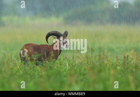 Mufflons, Ovis musimon, auf einem Feld in Regen im Sommer Stockfoto