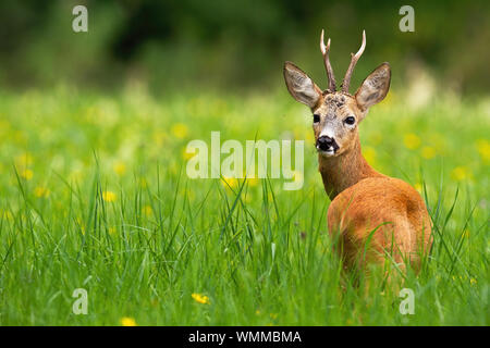 Rehe buck hinter blickt auf eine grüne Wiese mit gelben Blumen im Sommer. Stockfoto