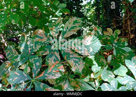 Nahaufnahme der Beschädigung der Blätter auf einem Rosskastanie Baum verursacht durch Leaf miner Larven Stockfoto