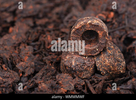 Aromatische schwarz pu-erh Tee. Fermentiert und Laub in Ziegeln verdichtet. Runde, flache Scheibe des puer Tee. Gesundes Getränk. Stockfoto