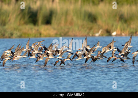 An einem sonnigen Tag, African Skimmer fliegt über einen Fluss Stockfoto