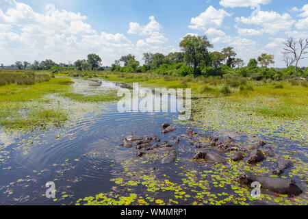 In der Mitte des Tages, eine Gruppe von flusspferden Rest in einem Fluss Stockfoto