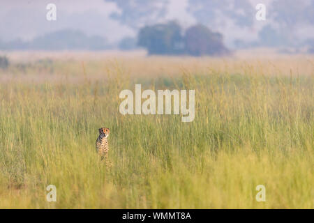 Ein Gepard sitzt im hohen Gras Stockfoto