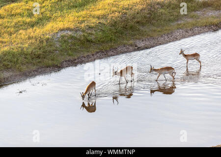 Luftaufnahme von Antilopen wandern auf dem Wasser, in der das Morgenlicht. Stockfoto