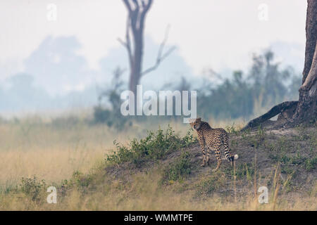 Ein Gepard wacht über die Umgebung von einem Erdhügel Stockfoto