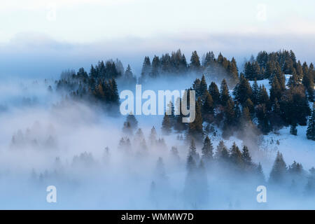 Verschneite Bäume auf einem Hügel im Morgenlicht, in Nebel getaucht Stockfoto