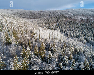 Luftaufnahme von einen Nadelwald bedeckt mit Schnee Stockfoto