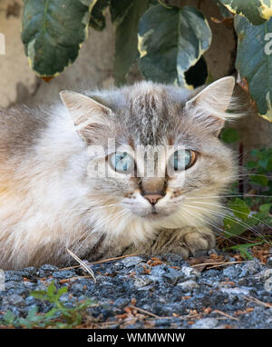 Weibliche Katze mit bluesky Augen Stockfoto