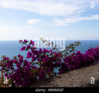 Landschaft Ligurisches Meer mit blauer Himmel mit Wolken amd lila Blüten Stockfoto