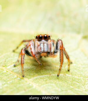 Schöne Kolonos sylvanus, Sylvana Jumping Spider mit seinem orange Wimpern suchen, während er auf einer Eiche Blatt Stockfoto