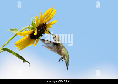 Ruby-throated hummingbird Fütterung auf eine Sonnenblume im Flug Stockfoto