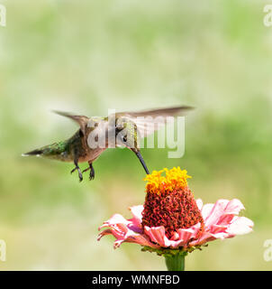 Junge männliche Ruby-throated hummingbird schwebend über ein Zinnia Blume, Nektar, der von es Stockfoto