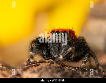 Nahaufnahme eines roten und schwarzen Kardinal jumping Spider vor gelben Sonnenblumen Stockfoto