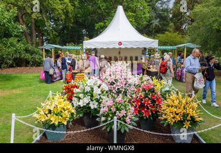 Bunte Anzeige der Lilien in einem Stall am September 2019 Wisley Garden Flower Show an RHS Garden Wisley, Surrey, South East England Stockfoto