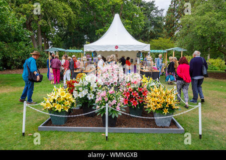 Bunte Anzeige der Lilien in einem Stall am September 2019 Wisley Garden Flower Show an RHS Garden Wisley, Surrey, South East England Stockfoto