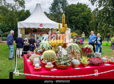Anzeige von Kakteen und Sukkulenten an einem im September 2019 Wisley Garden Flower Show an RHS Garden Wisley, Surrey, South East England Abschaltdruck Stockfoto