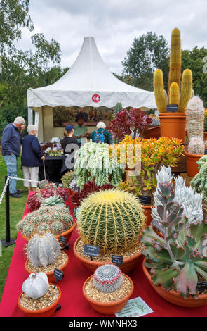 Anzeige von Kakteen und Sukkulenten an einem im September 2019 Wisley Garden Flower Show an RHS Garden Wisley, Surrey, South East England Abschaltdruck Stockfoto