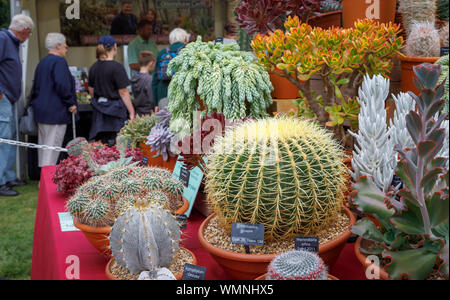 Anzeige von Kakteen und Sukkulenten an einem im September 2019 Wisley Garden Flower Show an RHS Garden Wisley, Surrey, South East England Abschaltdruck Stockfoto