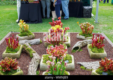 Anzeige von fleischfressenden Pflanzen im September 2019 Wisley Garden Flower Show an RHS Garden Wisley, Surrey, South East England Stockfoto