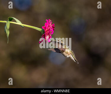 Ruby-throated hummingbird Fliegen, Schweben, und die Fütterung auf einem zinnia Blume Stockfoto