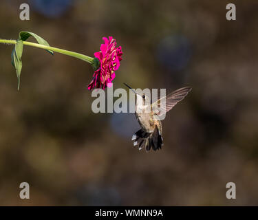 Ruby-throated hummingbird Fliegen, Schweben, und die Fütterung auf einem zinnia Blume Stockfoto