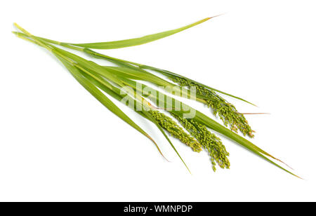 Panicum oder panicgrass auf weißem Hintergrund Stockfoto